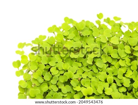 rocket salad microgreens, compact sowing