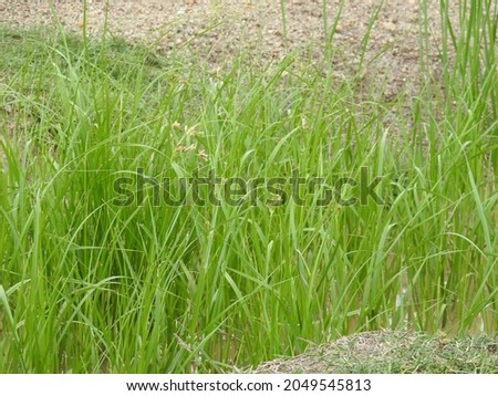 Fully grown fresh green grass, Healthy small plants 