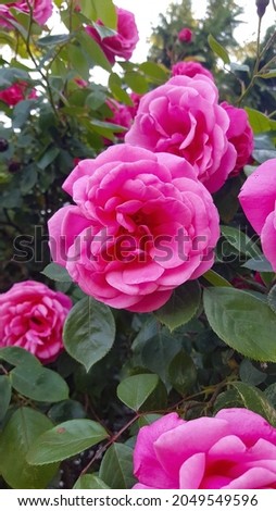 Bush of pink roses. Green bush with bright pink roses on 