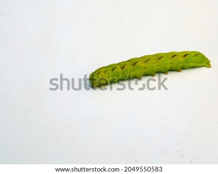 Green caterpillar on a light background.