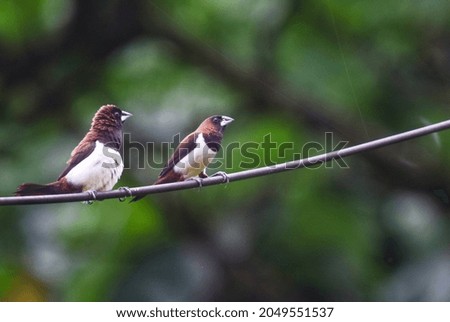 Beautiful small birds outdoors photography