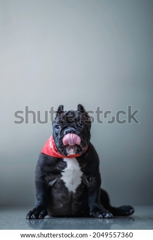 A small, short-haired black pitbull sitting on the ground licking his nose with his tongue.