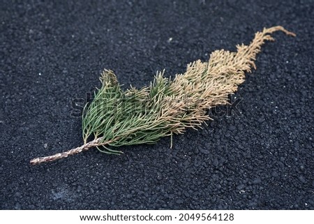 The pine leaves that fall onto the asphalt and begin to dry up                  