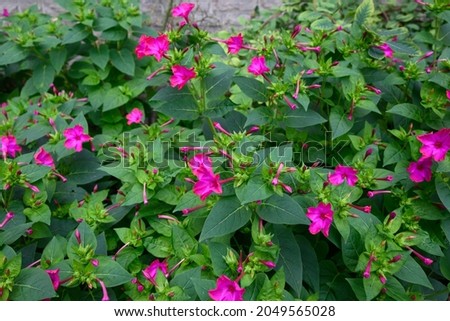 violet flowering Nicotiana tabacum or cultivated tobacco Royalty-Free Stock Photo #2049565028