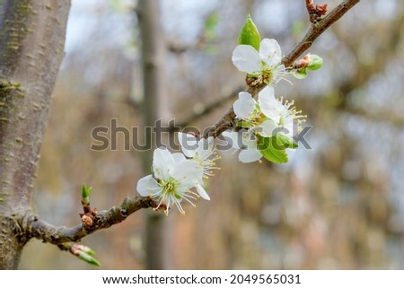 white blossom of flowering prune tree (Prunus domestica Opal) in spring