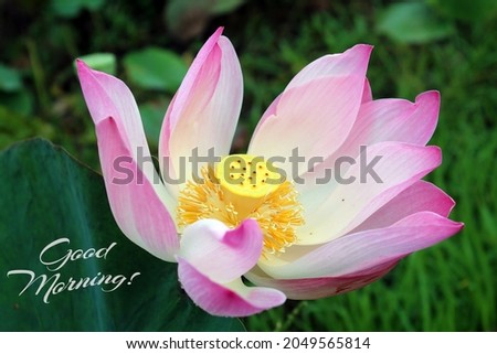 Good Morning card greeting with pink lotus flower or Nelumbo nucifera blossom in pond on a green garden background