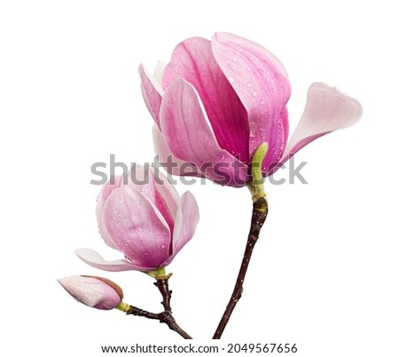 Magnolia liliiflora flower on branch with leaves, Lily magnolia flower isolated on white background, with clipping path 