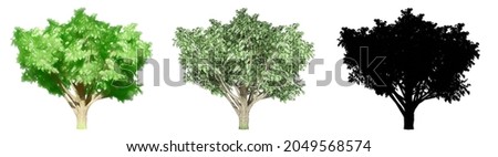 Set or collection of Common Hawthorn trees, painted, natural and as a black silhouette on white background. Concept or conceptual 3d illustration for nature, ecology and conservation, strength