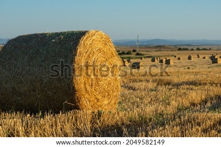 haystacks in a field at sunset on the background of the field