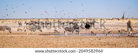 Wild African animals on the waterhole in Etosha National Park, Namibia. Panorama landscape of savannah with zebra, antelopes, giraffe, ostrich and birds for banner about wildlife of animals in Africa.