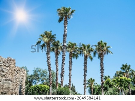 Stunning palms with cloudless blue sky as a background,  Palm trees on the tropical coast, ancient ruins and bright sun, summer natural background