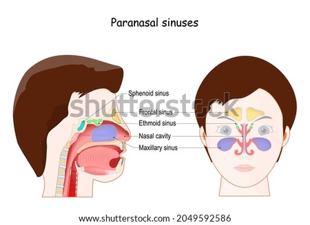 SPHENOID-SINUSES Stock Vector Images - Avopix.com