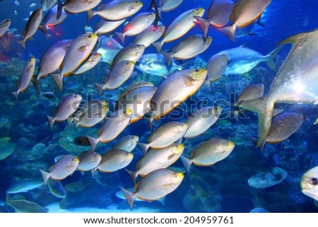 Big indoor aquarium with selection of different marine animals  