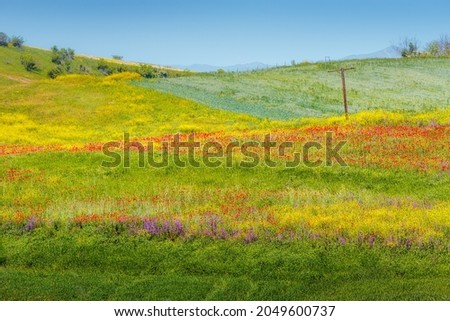 Wildflower meadow somewhere in countryside. Rural field and wallpaper for relaxation