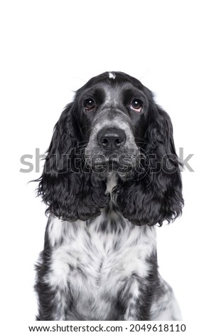 Full body portrait of a cute English cocker spaniel sitting looking at the camera isolated on  white background Royalty-Free Stock Photo #2049618110