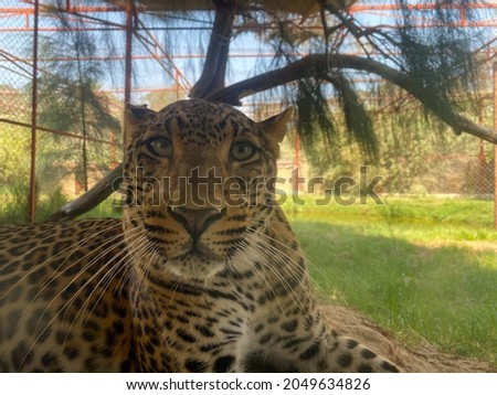 Leopard in front of us at Africa Safari Park. This Leopard really calms while everyone taking his pictures. Located in Africa Safari Park at Alexandria, Republic of Egypt. Nice and beautiful skin.