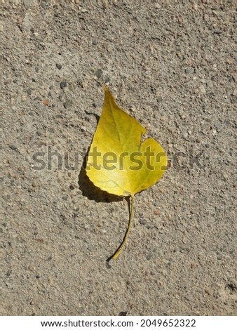 Yellow autumn leaf lying on a stone in the morning sun close-up