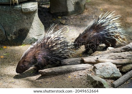A porcupine walking on the floor followed by another one, selective focus.