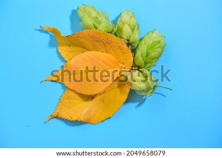yellow  autumn leaves with green hop cones laid on blue background