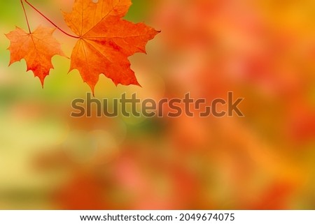 orange maple leaves on autumn blurred background