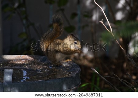 A Red Squirrel Dining on a Trash Can