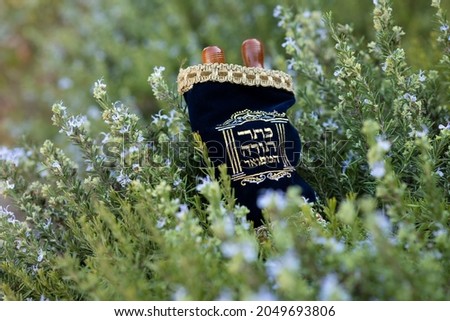A Torah scroll placed on a rosemary bush - a Jewish accessory inscribed in Hebrew "The Magnificent Torah scroll" Royalty-Free Stock Photo #2049693806