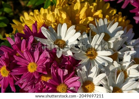 Bright beautiful bouquet of yellow white and red flowers, fragment, close. High quality photo Royalty-Free Stock Photo #2049697211