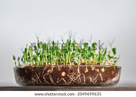 sprouted peas in a transparent container. Shallow depth of field. Microgreens.