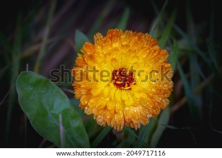 Orange wet calendula flower in drops of water on a background of dark green foliage.