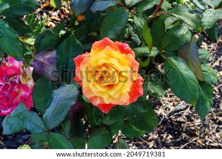 beautiful red orange roses flower blooming in morning on plant in garden selected focus