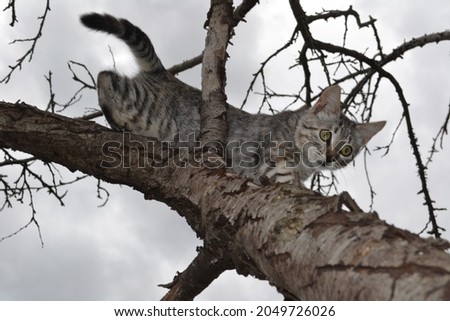 beautiful striped purebred cat in the garden
