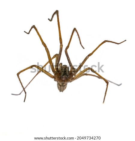 Giant house spider (Eratigena atrica) frontal underside view of arachnid with long hairy legs isolated on white background Royalty-Free Stock Photo #2049734270