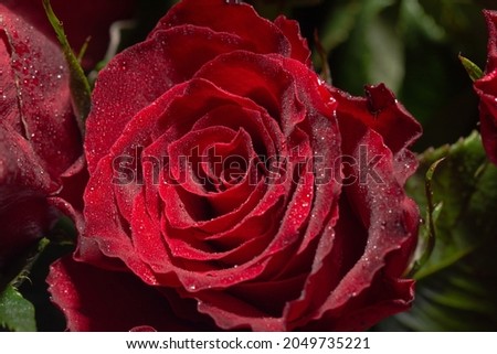 fresh dark red roses close-up texture background, roses for feast