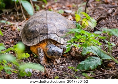 Beautiful wood turtle walking on the ground in Canada