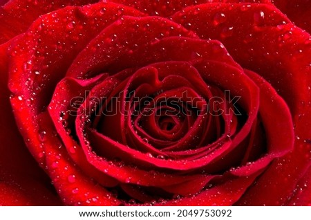 Macro Image of a Beautiful Red Rose with Water Droplets Horizontal