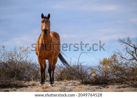 Wild mustang in the New Mexico desert