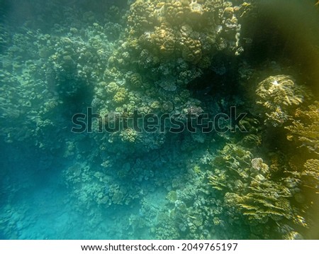 bright colors and natural forms of coral reef and its inhabitants in Red Sea. incredibly beautiful combinations of colors and shapes of living coral reef and fish in Red Sea in Egypt, Sharm El Sheikh