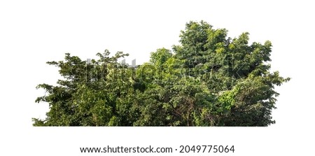 Forest and foliage in summer isolated on white background Royalty-Free Stock Photo #2049775064