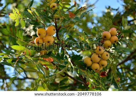 Sorbus domestica. Fruits of the common rowan on the branches of the tree