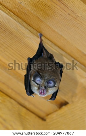 Lesser horseshoe bat (Rhinolophus hipposideros) hanging upside down.