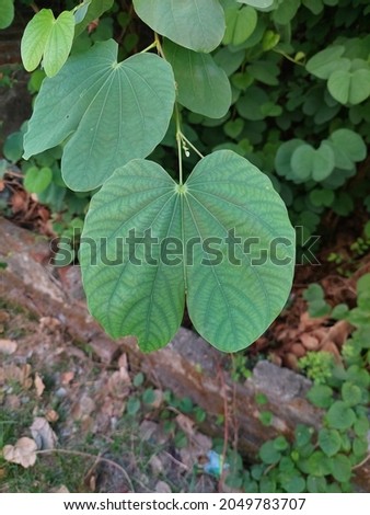Green leaves with a shape that looks like a lung