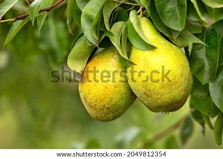 Pears on a tree branch with green leaves. Two juicy ripe fruits on a pear.