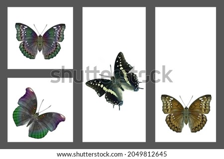 beautiful butterfly with fully wings scales and colorful of sharp details in collection flame, butterflies in collection