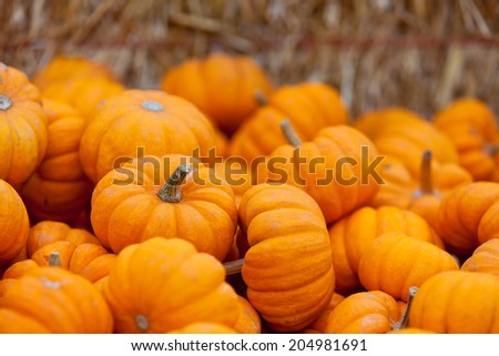 pile of small cute pumpkins at pumpkin patch