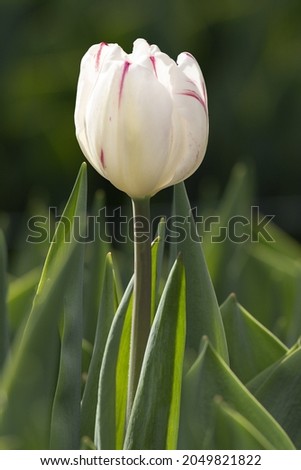 Tulip close-up for photo catalog