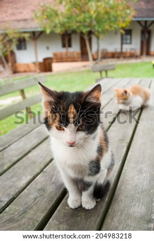 Cat enjoy country life - vintage stock photo