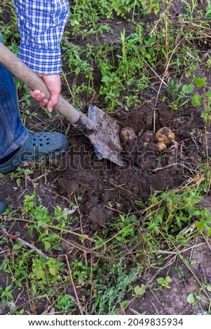 Farmer digs young yellow potatoes, garden harvesting