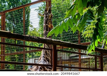 Adult giraffe (Giraffa camelopardalis) in a corral