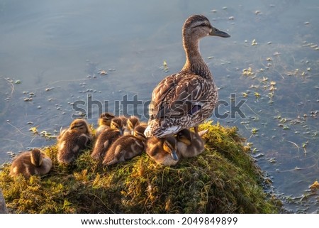 Adult duck with many ducklings sits on green shore of pond. The ducklings are sitting on the shore with the mother duck. The duck takes care of its newborn ducklings. Mallard, lat. Anas platyrhynchos Royalty-Free Stock Photo #2049849899