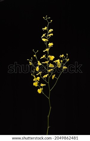 Yellow orchid flower branch bloom on black with copy space Royalty-Free Stock Photo #2049862481